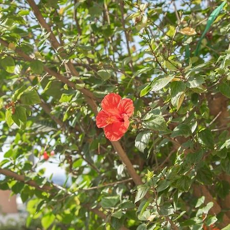 Mulberry Tree Villa Ayos Nikolaos Dış mekan fotoğraf